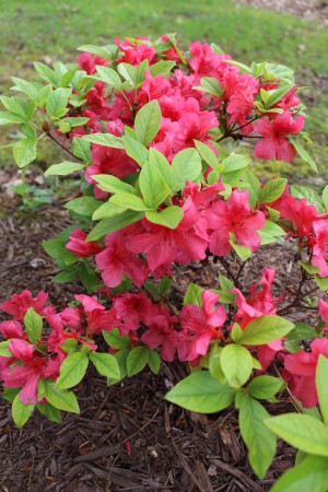 Azalea