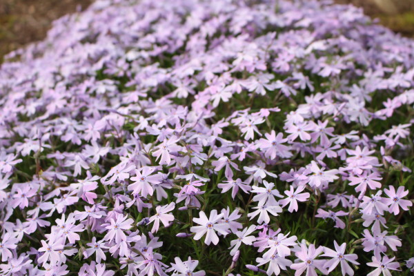 Creeping Phlox