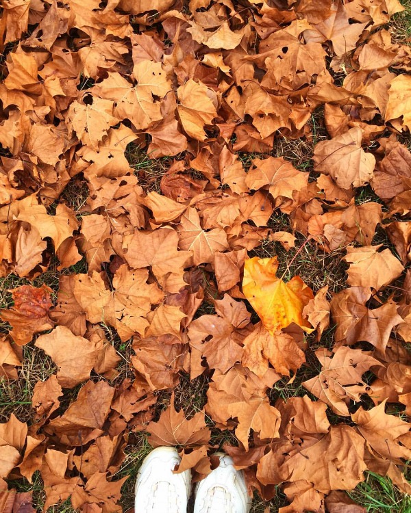 The Beauty of Autumn Through the Lens of Instagram