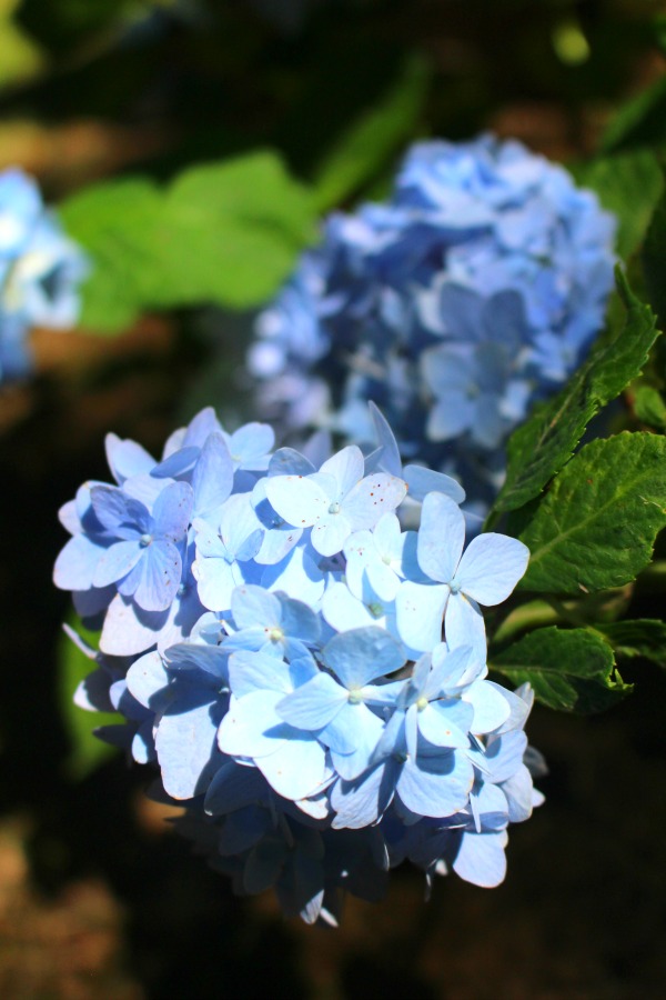 The Beautiful Blue Blooms of Hydrangeas