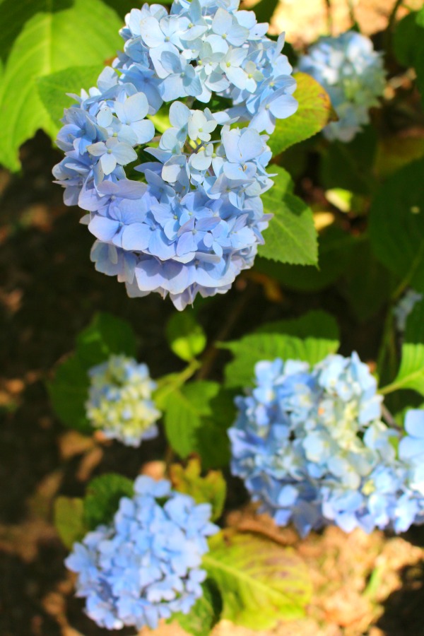 The Beautiful Blue Blooms of Hydrangeas