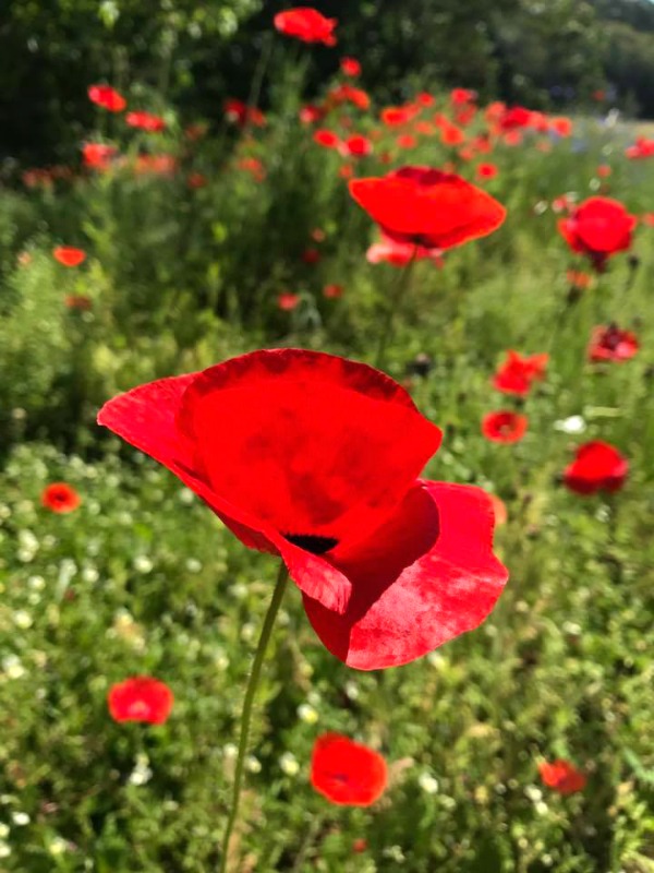 "In Flanders Field" The Poppy is an Eternal Tribute