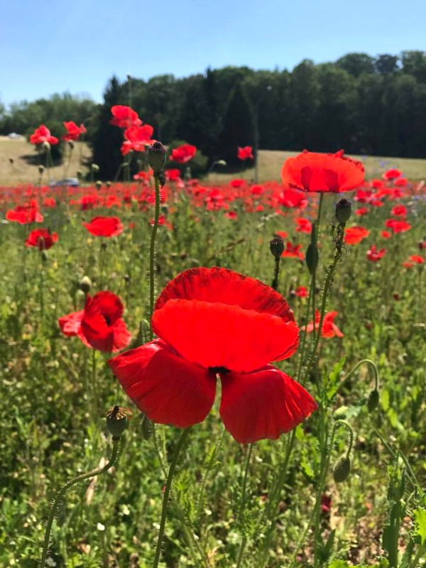 "In Flanders Field" The Poppy is an Eternal Tribute