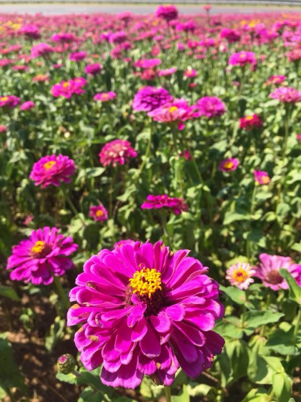 Roadside Wildflowers