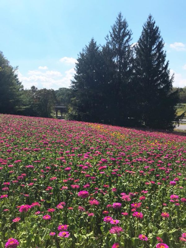 Roadside Wildflowers