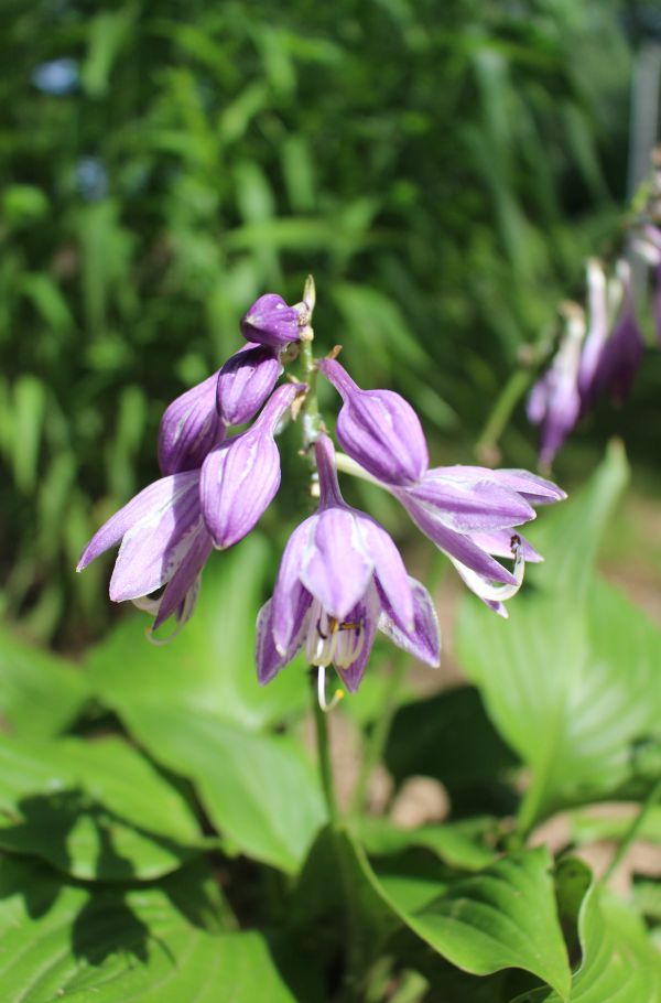 Flower Power: My Beloved Garden