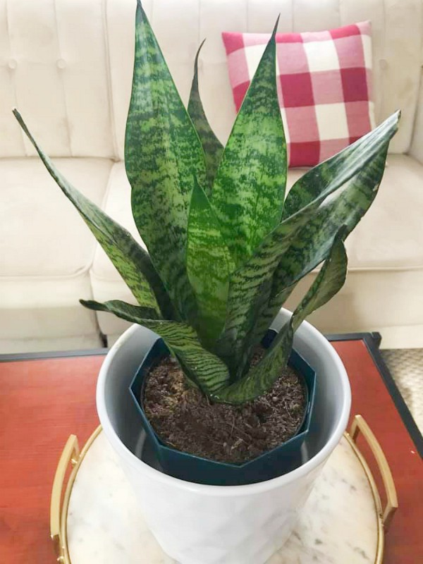 Caring for My Indoor Plants