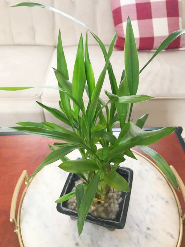 Caring for My Indoor Plants