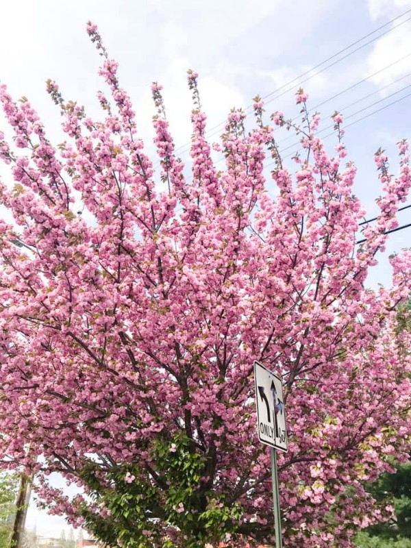 Pretty in Pink: Spring Bloom Beauties