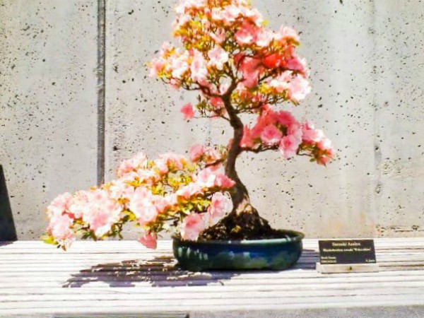 Bonsai at the North Carolina Arboretum