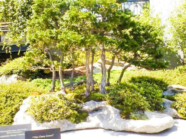 Bonsai at the North Carolina Arboretum