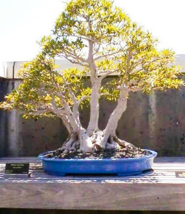 Bonsai at the North Carolina Arboretum