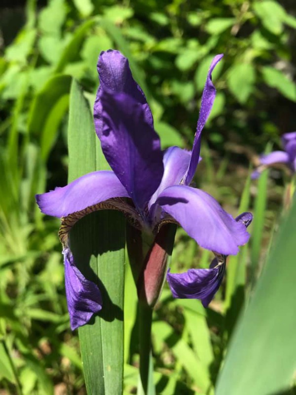 For the Love of Iris