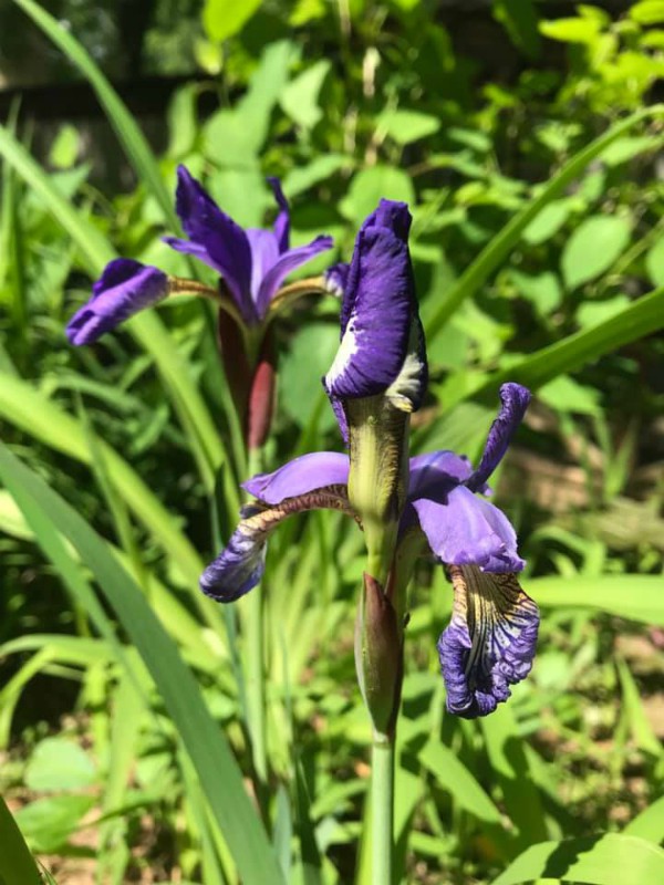 For the Love of Iris