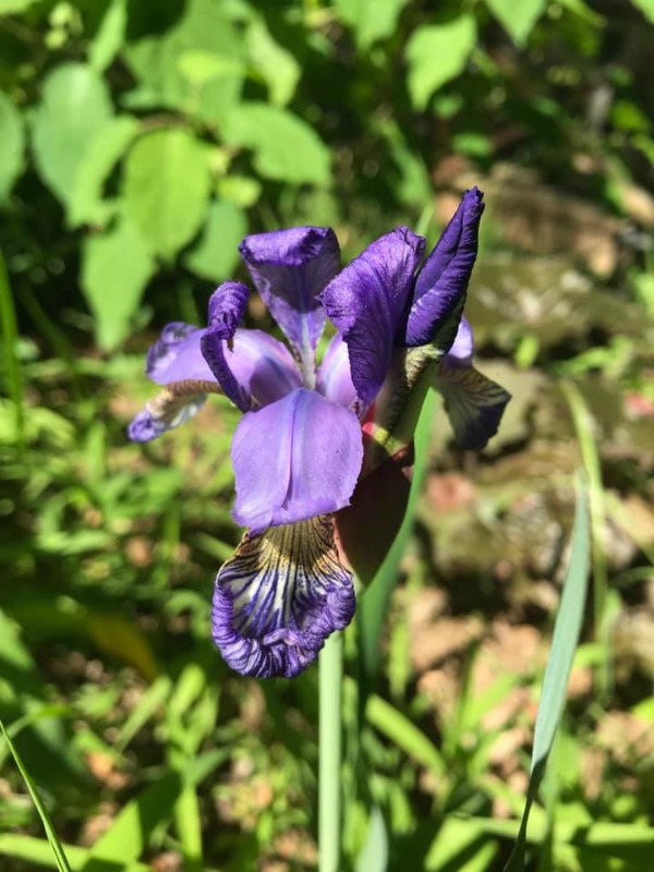 Flower Power: My Beloved Garden