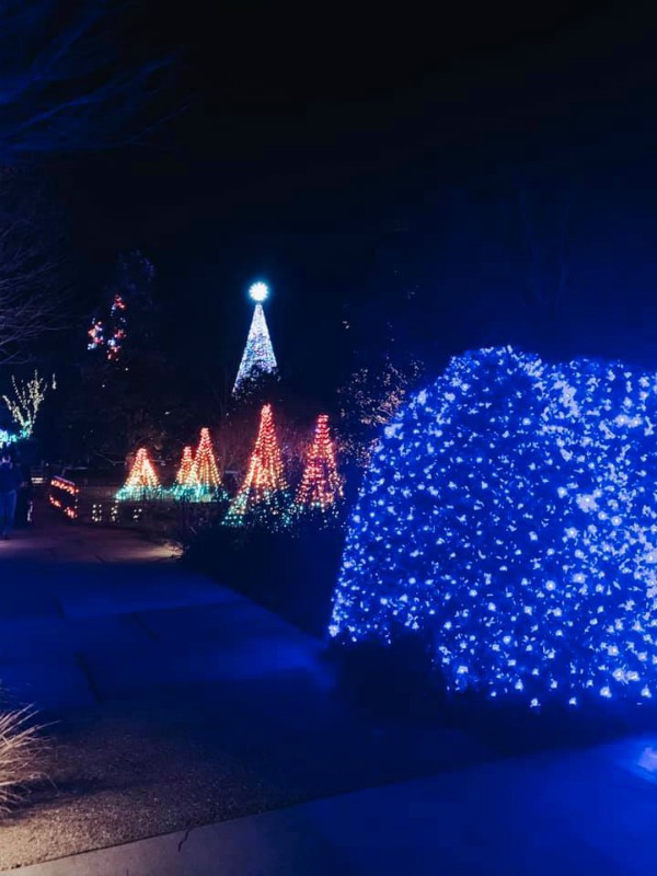 Winter Lights at the N.C. Arboretum