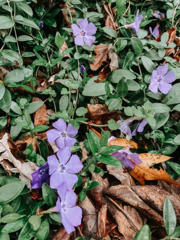 Flower Power: My Beloved Garden