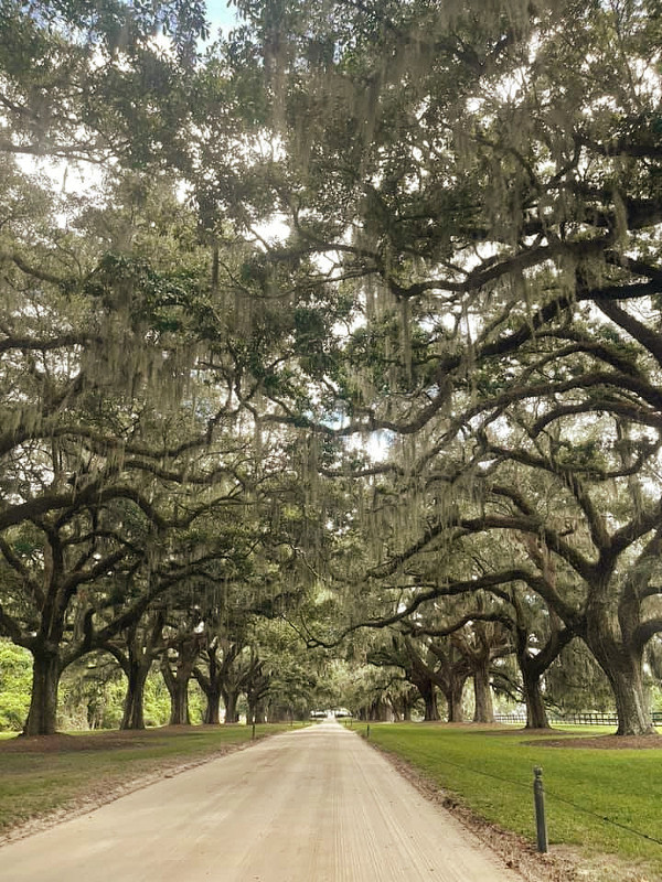 A Day at Boone Hall Plantation & Gardens