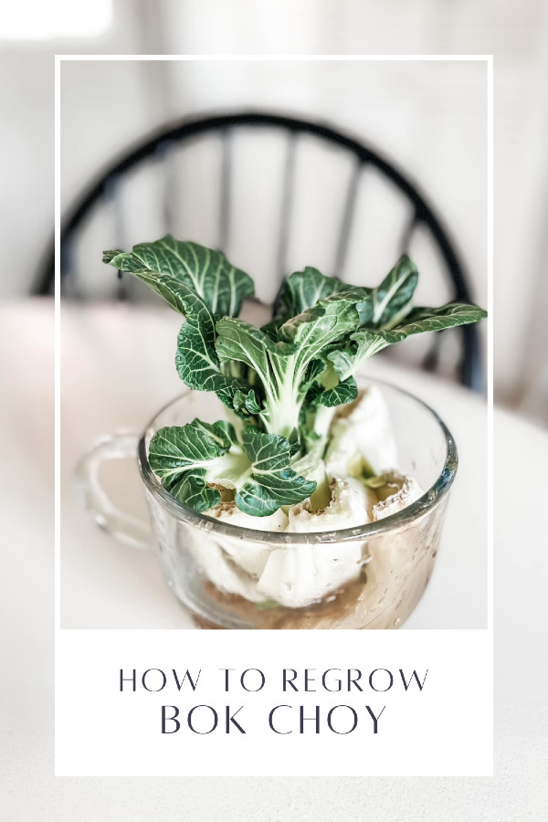 How to Regrow Bok Choy